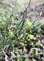 Daviesia brevifolia