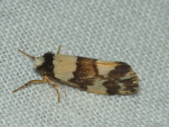 Philenora irregularis