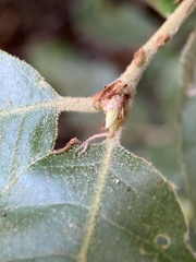 Andricus notholithocarpi