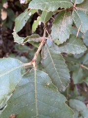 Andricus notholithocarpi