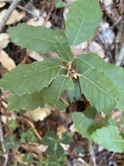 Andricus notholithocarpi