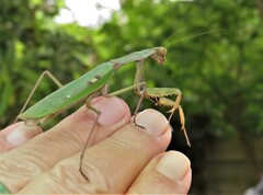 Polyspilota aeruginosa