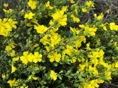 Hibbertia devitata