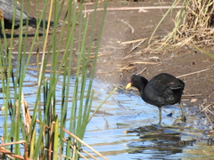 Fulica rufifrons