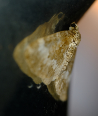 Perizoma alchemillata