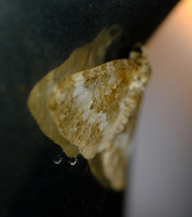 Perizoma alchemillata