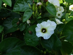 Ipomoea corymbosa