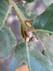 Andricus notholithocarpi