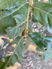 Andricus notholithocarpi