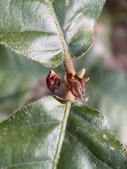 Andricus notholithocarpi
