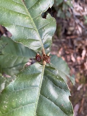 Andricus notholithocarpi