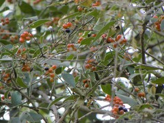 Citharexylum berlandieri