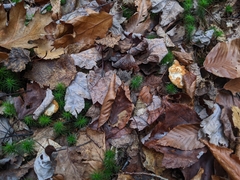 Hydnum washingtonianum