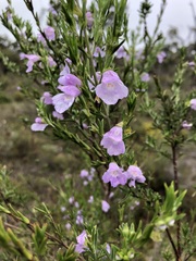 Prostanthera behriana