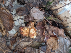 Hydnum washingtonianum