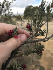Grevillea lanigera