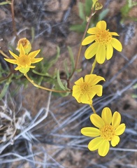 Senecio lacustrinus