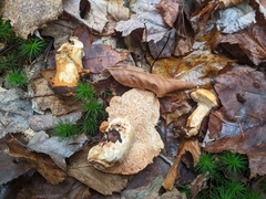 Hydnum washingtonianum