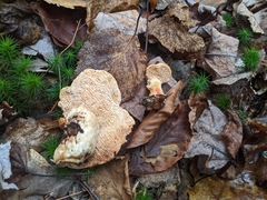 Hydnum washingtonianum