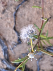 Senecio lacustrinus