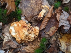 Hydnum washingtonianum