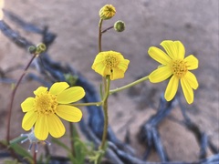 Senecio lacustrinus