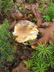 Hydnum washingtonianum