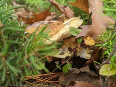 Hydnum washingtonianum