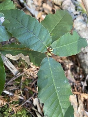 Andricus notholithocarpi