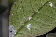 Pseudococcus