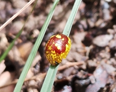 Paropsis maculata