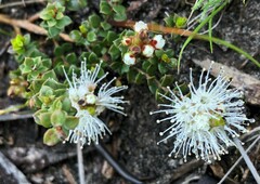 Kunzea pomifera
