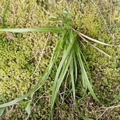 Thelymitra longifolia
