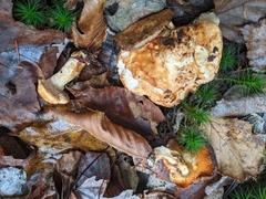 Hydnum washingtonianum