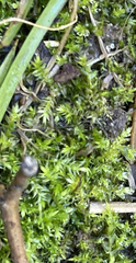 Hygroamblystegium varium