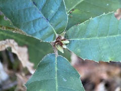 Andricus notholithocarpi