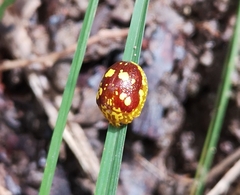 Paropsis maculata