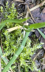 Hygroamblystegium varium