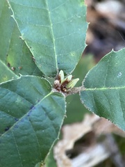 Andricus notholithocarpi