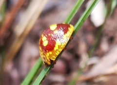 Paropsis maculata