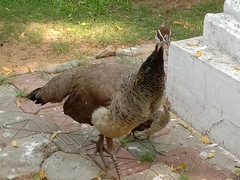 Pavo cristatus