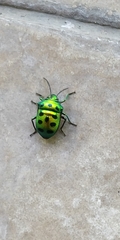 Chrysocoris stollii