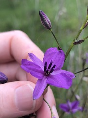 Arthropodium