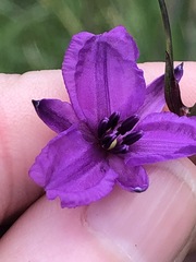 Arthropodium