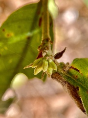 Andricus notholithocarpi