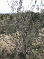 Hakea microcarpa