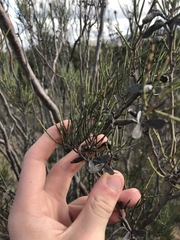 Hakea microcarpa