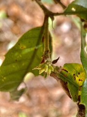 Andricus notholithocarpi