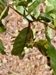 Andricus notholithocarpi