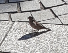 Passer domesticus